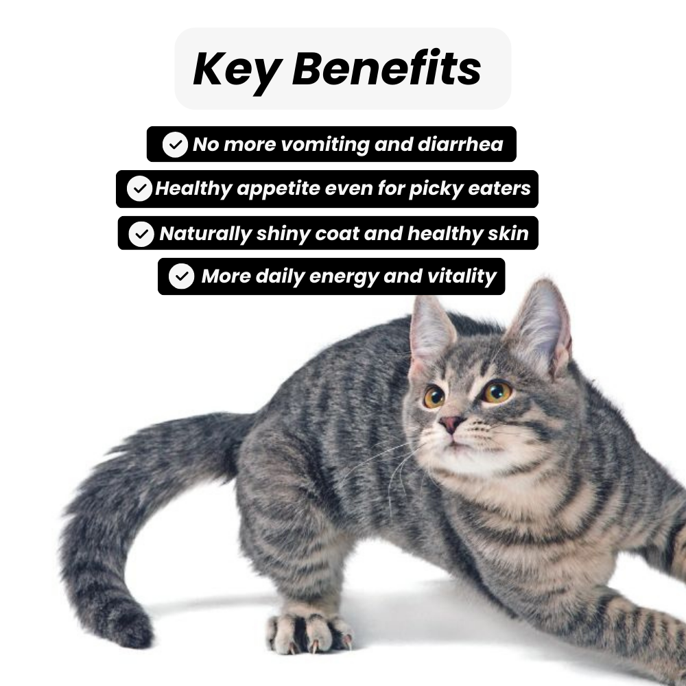 Your Cat Cat Picky Eater Fussy Eater My Cat Is Not Eating Anything